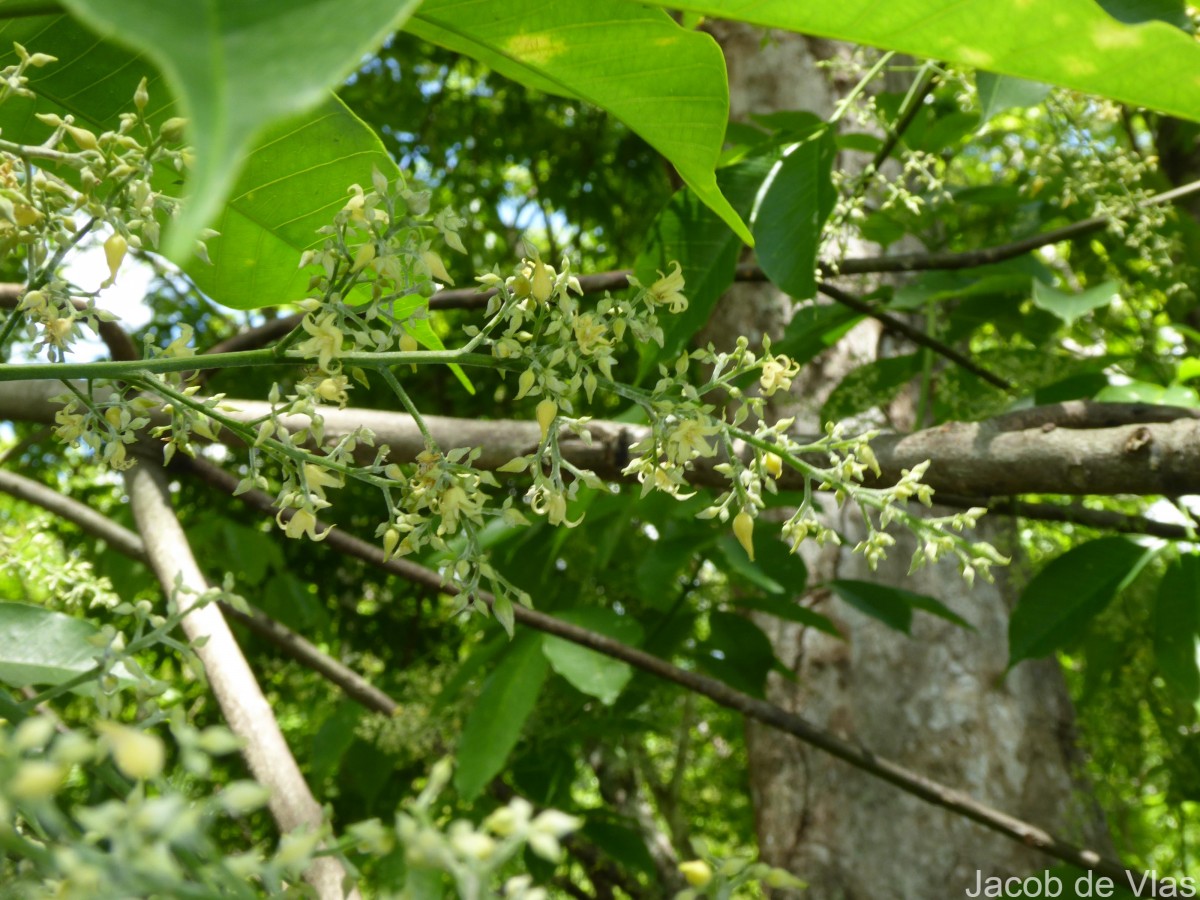 Hevea brasiliensis (Willd. ex A.Juss.) Müll.Arg.